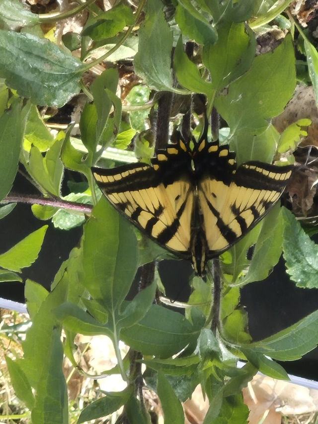 Tiger swallowtail butterfly resting on a leaf